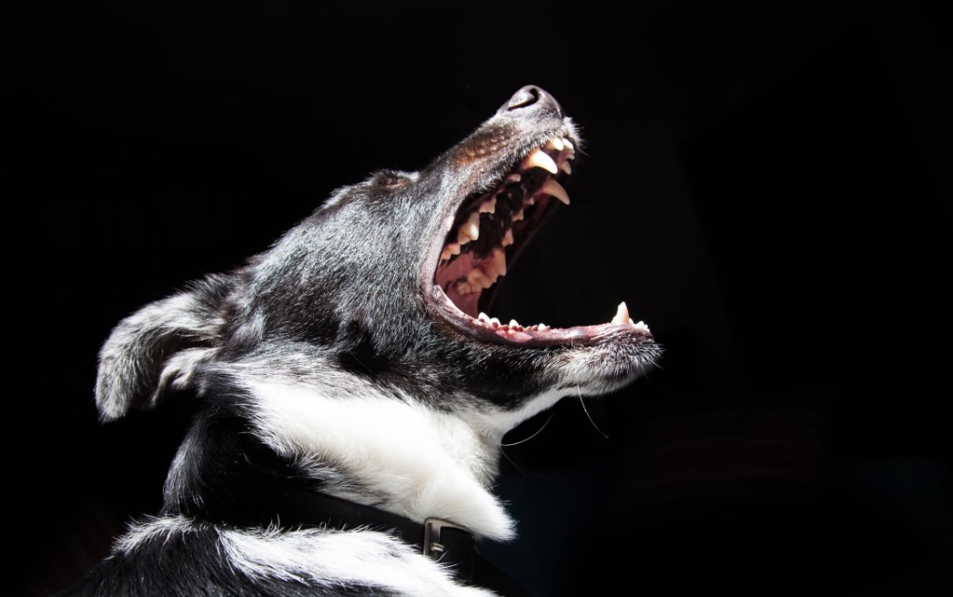 Ein Hund zeigt Zähne