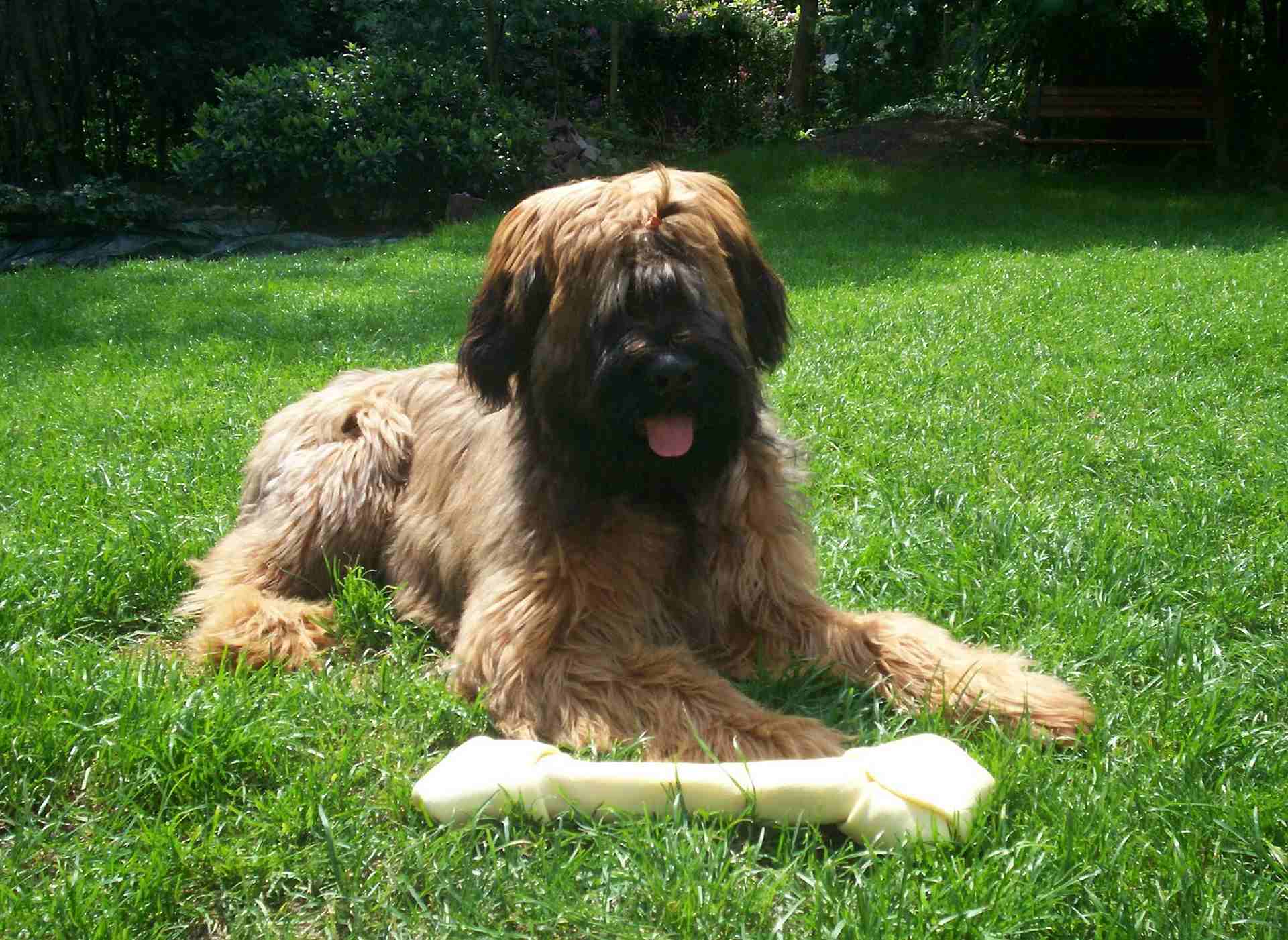 Briard Spuetz