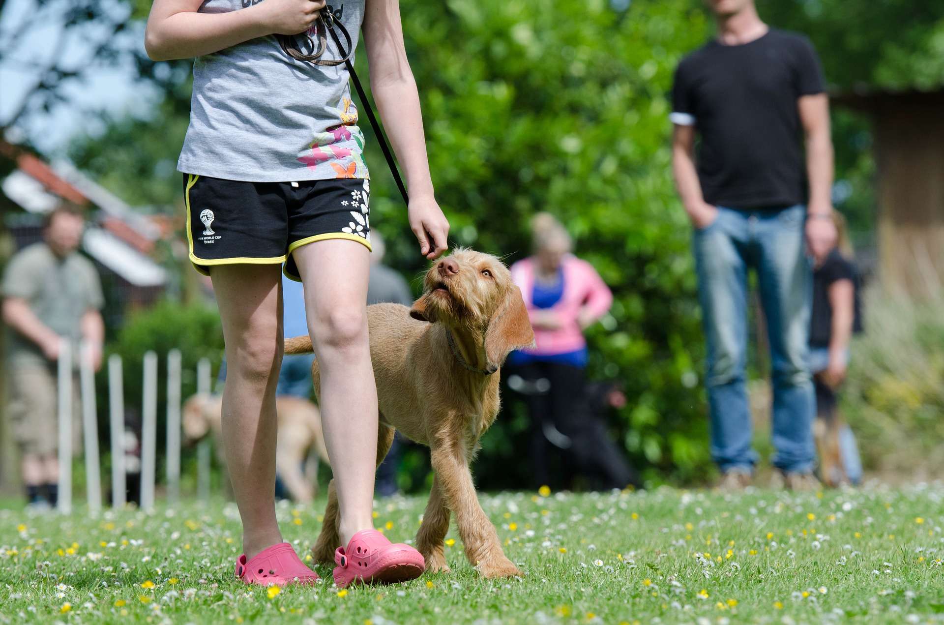 Welche Eigenschaften besitzt der Briard Hund?