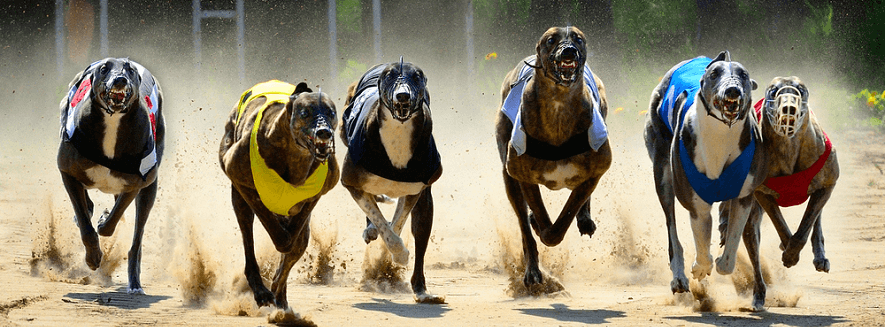 Legal auf Hunderennen wetten