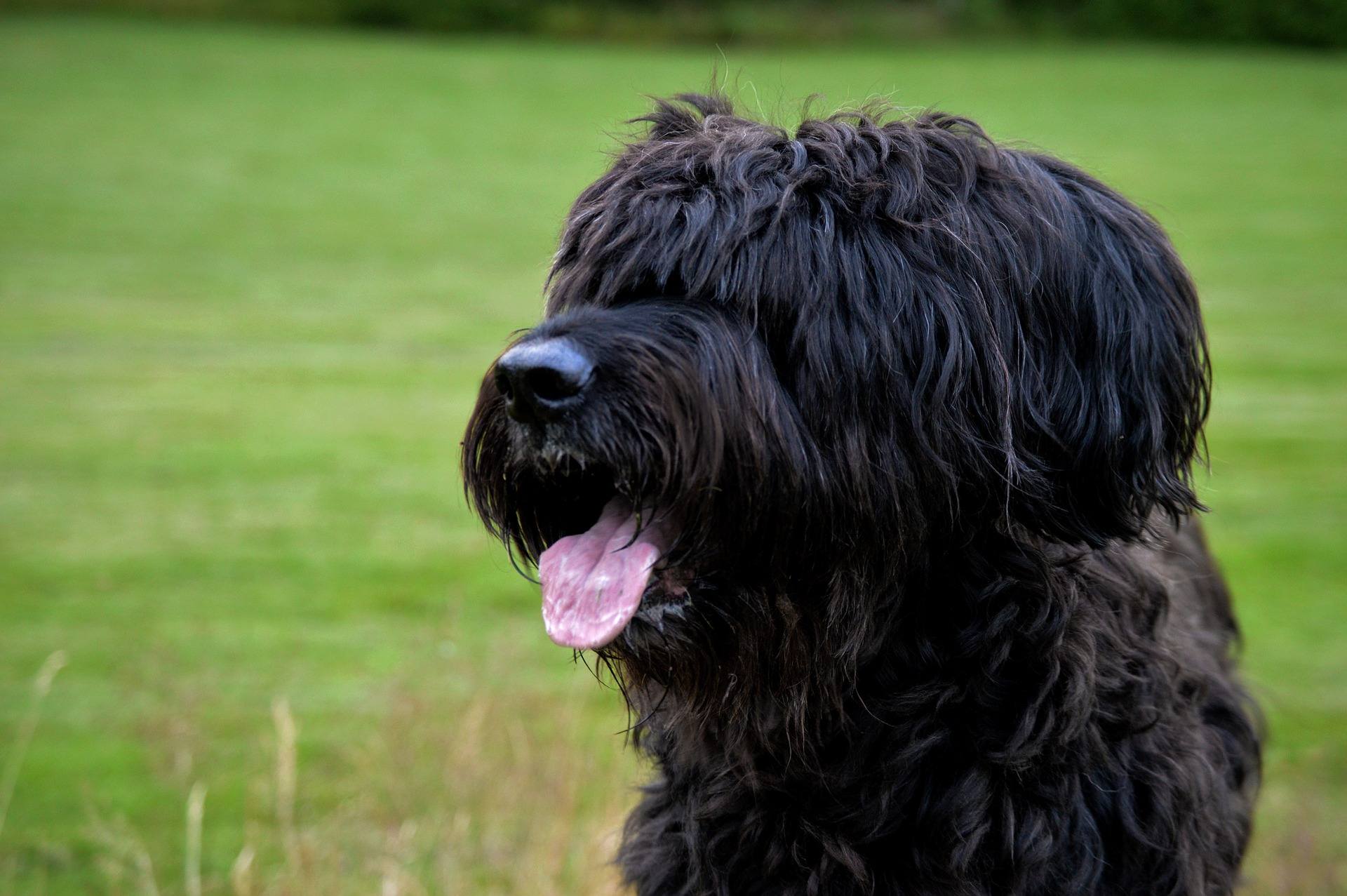 Warum Sport mit Hunden noch mehr Spaß macht